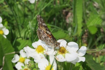 Painted lady butterfly on strawbeery flowers in the garden, closeup 