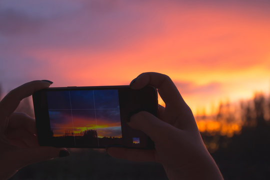 Tourist hand holding smartphone and taking photo of beautiful pine tree sunset