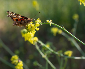 Painted Lady Butterfly with closed wings on plant stem with yellow flowers in the background