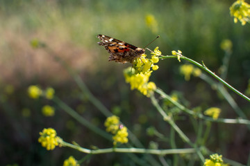Painted Lady Butterfly with closed wings on plant stem with yellow flowers in the background