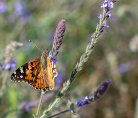 Painted Lady Butterfly with open wings on plant stem