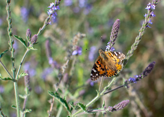 Painted Lady Butterfly with open wings on plant stem