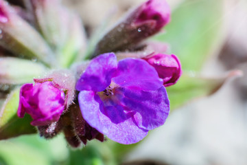 Obraz premium Summer concept. Small purple flower jellyfish close up. Macro photo. World environment day. 
