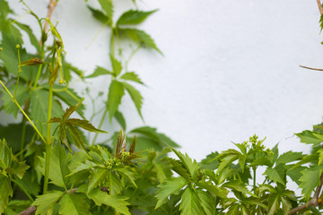 green shoots of wild grapes on a white wall background