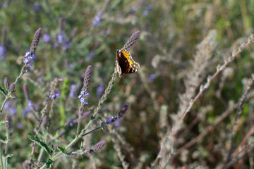 Painted Lady Butterfly with closed wings on plant stem with yellow flowers in the background