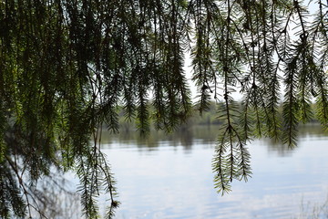 lake in the forest