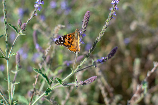 Painted Lady Butterfly with open wings on plant stem