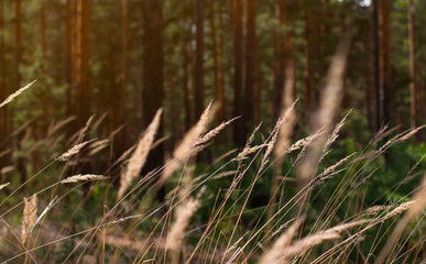  last year's dry grass in the forest. dry reed with space for text