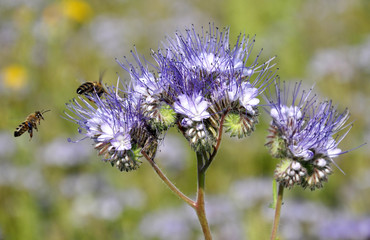 The field is blooming phacelia