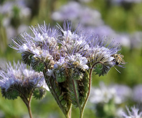 The field is blooming phacelia