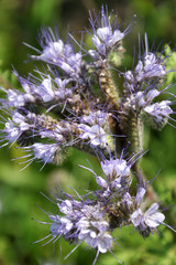 The field is blooming phacelia