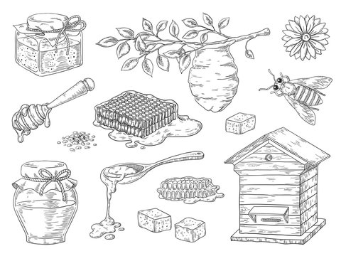 Hand drawn honey. Vintage bee honeycomb and honey jar sketch elements, doodle flowers and beeswax. Vector organic sweet honey product