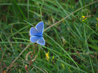 blue butterfly