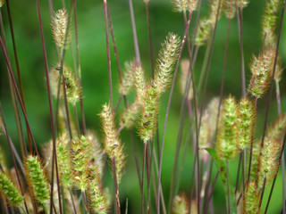 Fototapeta premium green ears of wheat