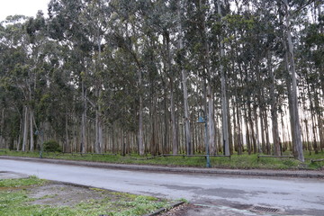 Bosque de Eucaliptus