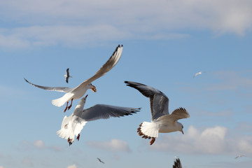 Fototapeta na wymiar Seagulls by the sea. Birds at the beach. Day at the beach.
