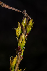 new greed buds on black background 