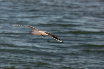 Fototapeta na wymiar Seagull flying over the Tagus River in the city of Lisbon, Portugal