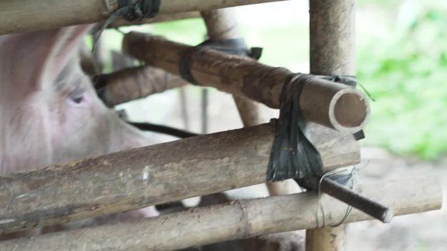 Poor helpless pig trapped in a bamboo cage waiting, close up shot
