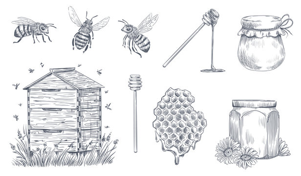 Honey bees engraving. Hand drawn beekeeping, vintage honey farm and honeyed bee pollen vector illustration set