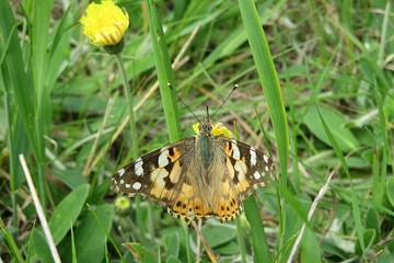 Painted lady butterfly on yellow flower in the meadow, closeup 