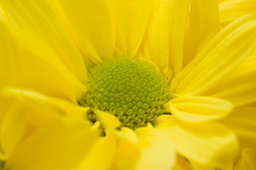 spring big bouquet of yellow and white flowers