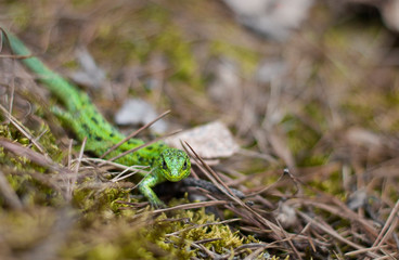  little green lizard. lizard in the forest