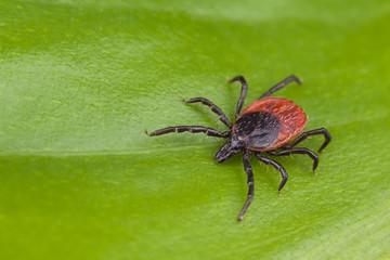 Deer tick detail. Ixodes ricinus. Arachnid on green background. Disgusting hairy parasite closeup on natural leaf texture. Carrier of encephalitis, Lyme borreliosis or babesiosis infections. Top view.