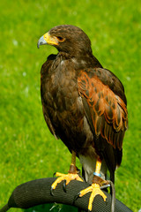 Harris Hawk