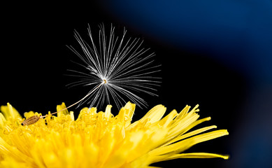 Single dandelion seed. Yellow flower head detail. Taraxacum officinale. Bright spring bloom and fragile white fluff. Dark night background. Wild herb, ecosystem. New life, hope concept or condolences.