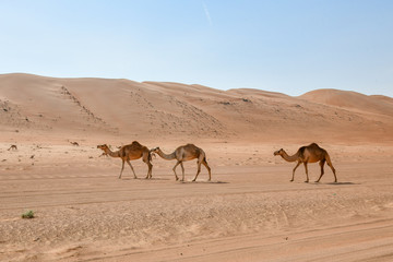 Fototapeta na wymiar Kamele im Oman
