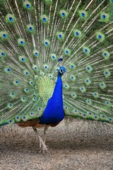 Obraz premium Peacock