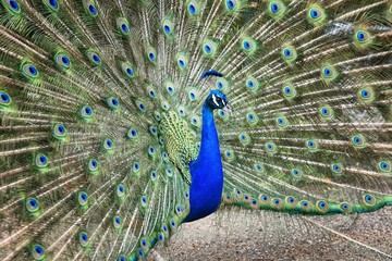 Obraz premium Peacock