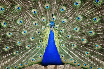 Obraz premium Peacock