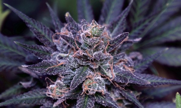 Purple Dank