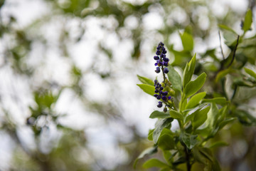 purple fruit on green background
