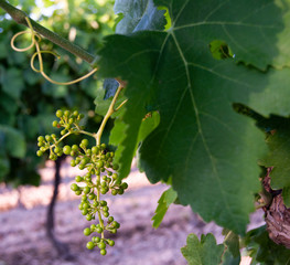 Naklejka premium Vineyard leaf with the first bunches of grapes.