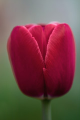 A blooming Tulip in the spring in the flower bed