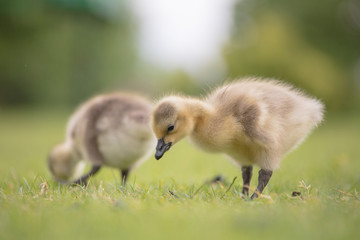 Canada geese babies