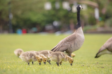 Canada geese babies