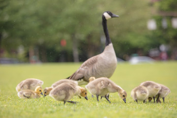 Canada geese babies