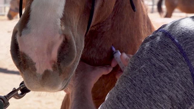 Equine Veterinarian draws blood from horse for blood work.
Shot in 4K 3840 x 2160