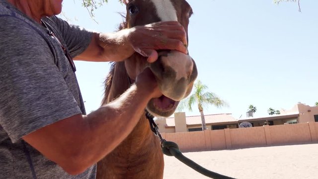 Equine Veterinarian checks horse teeth by feeling inside of mouth for spurs or obstructions and alignment while another horse is curious.
Shot in 4K 3840 x 2160