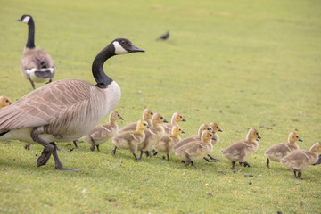Canada geese babies