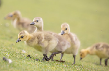 Canada geese babies