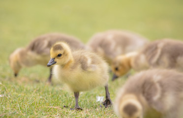 Canada geese babies