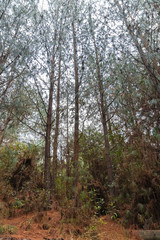 Obraz premium pine trees