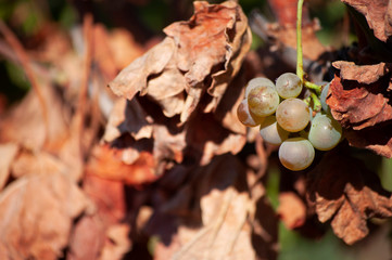 Remains of grapes in the vineyard with dry autumn leaves.