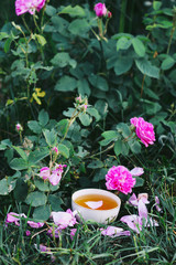 Tea in country style in summer garden in the village. Vintage cup of green herbal tea and blooming pink roses in sunlight.