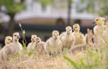 Canada geese babies
